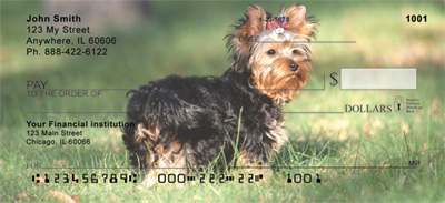 Yorkshire Terrier