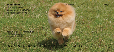 Pomeranian