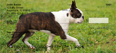 Boston Terrier