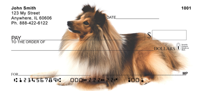 Shetland Sheepdog